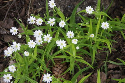 High angle view of white flowering plants on field