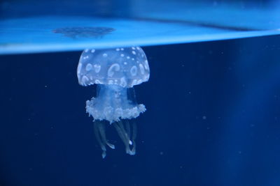 Close-up of jellyfish swimming in sea