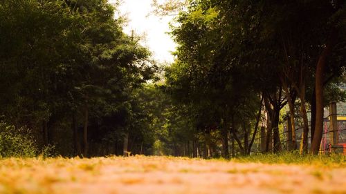 Trees on grassy landscape