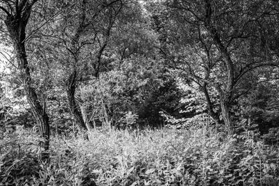 Trees in forest