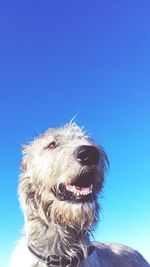 Close-up of dog against blue sky