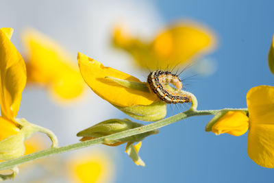 Close-up of caterpillar on yellow flower