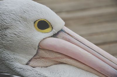 Close-up of pelican