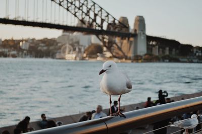 Seagull perching against sydney harbor bridge