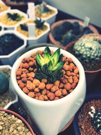 High angle view of potted plant in bowl