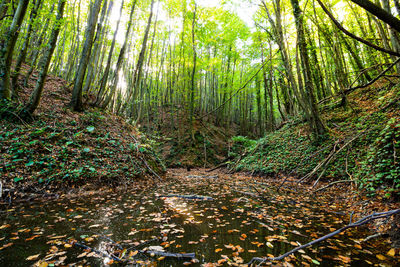 Trees growing in forest