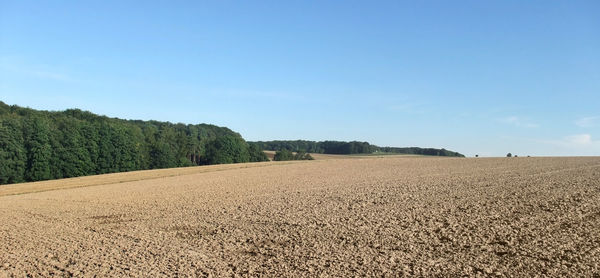 Scenic view of agricultural field against blue sky