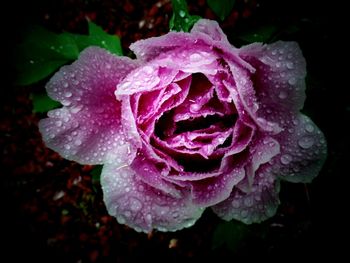 Close-up of wet pink rose blooming outdoors