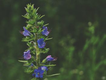 Close-up of purple flowering plant