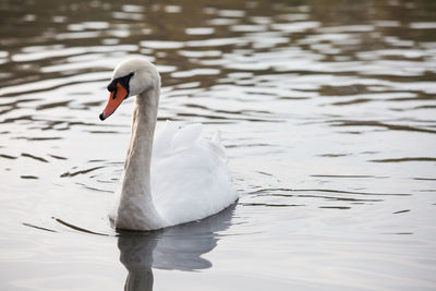 Swan swimming in lake