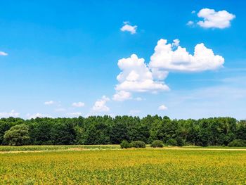 Scenic view of field against sky