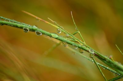 Close-up of wet plant during rainy season