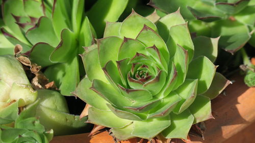 Close-up of cactus plant