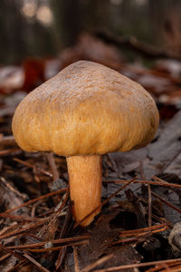 mushroom