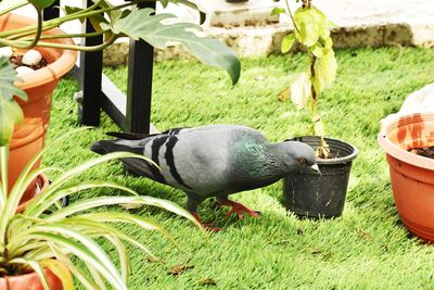 Close-up of bird eating grass