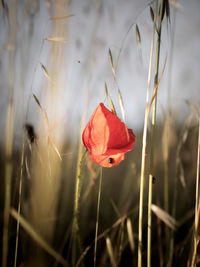 Close-up of red poppy flower on field