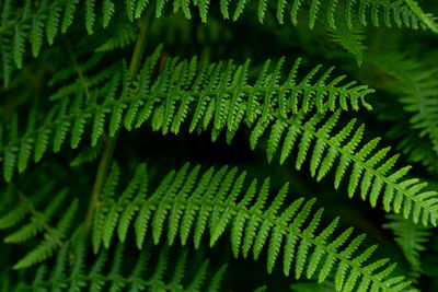 Close-up of fern leaves