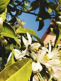 Low angle view of flowers blooming on tree