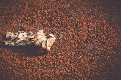 High angle view of dry leaf on sand