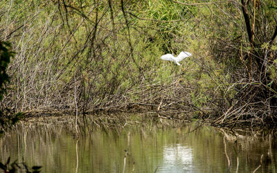 Bird flying over lake