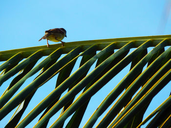 Low angle view of bird perching on plant against sky