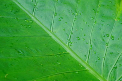 Full frame shot of raindrops on green leaves