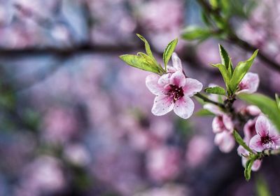 Close-up of pink flower blooming on tree