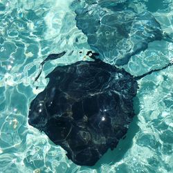 High angle view of turtle in swimming pool