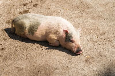 High angle view of a sleeping resting