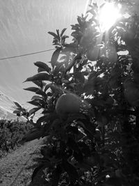 Low angle view of fruits growing on tree against sky