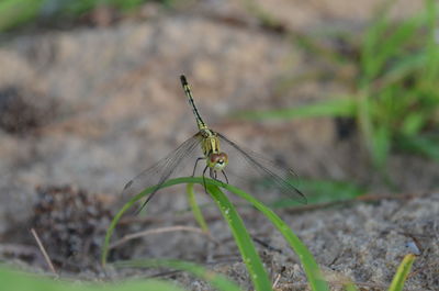 Close-up of insect