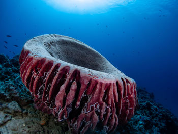 Close-up of fishes swimming in sea big coral sponge