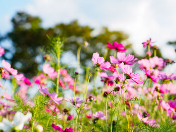 Close-up of pink cosmos flowers blooming against sky