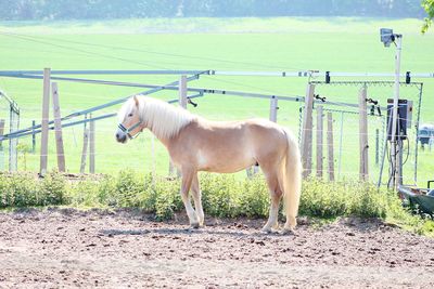 Horse standing in ranch