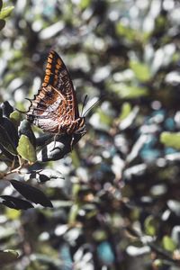 Close-up of butterfly on flower