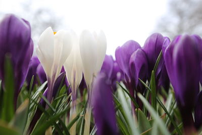 Close-up of purple crocus flowers growing on field