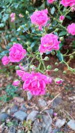 High angle view of pink rose in bloom