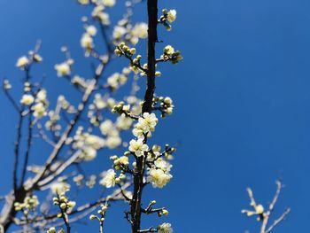 Close-up of cherry blossom against blue sky