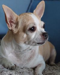Close-up of a dog looking away