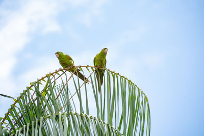 Low angle view of a bird