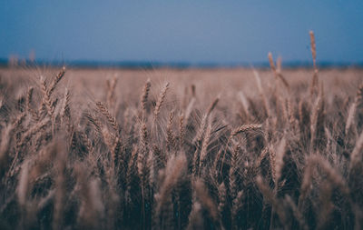 View of wheat field against sky