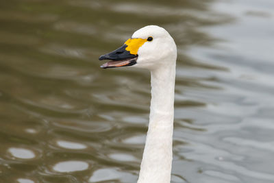 Head shot of a bewicks swan in the water
