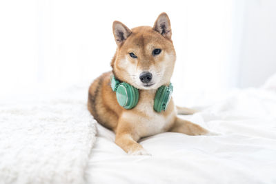 Close-up portrait of a dog