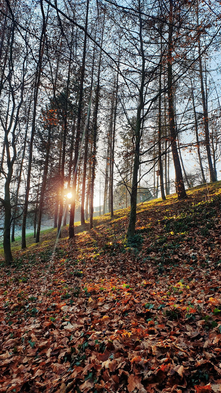 SUNLIGHT FALLING ON AUTUMN LEAVES IN FOREST