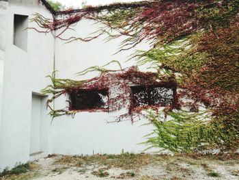 Ivy growing on wall of abandoned building