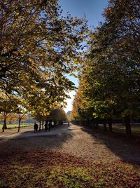 Trees in park during autumn