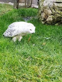 High angle view of bird on field