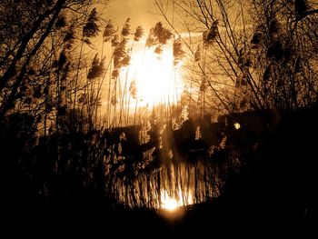 Low angle view of silhouette trees against lake during sunset