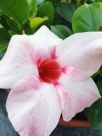 Close-up of pink day lily blooming outdoors