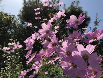 Close-up of pink flowering plants